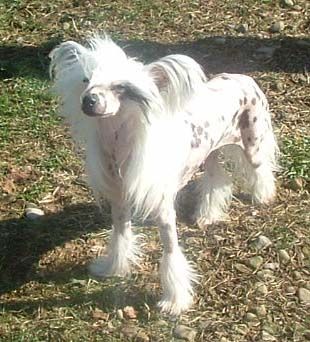 Crest-Vue Where's My Halo C-Cruz