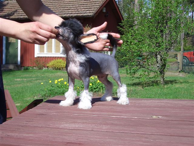 Crestwood Maybe An Angel