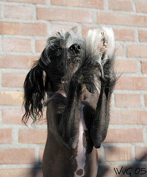 De Majodian Full Monty