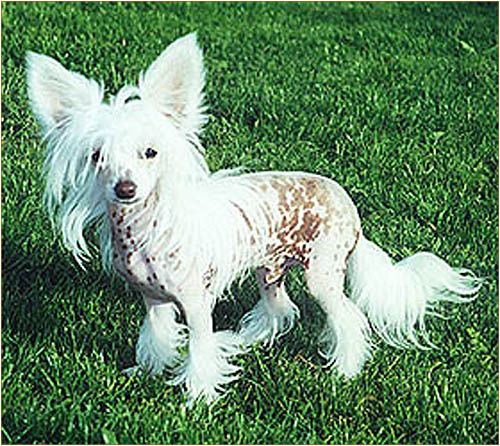 Dixi Amitycja