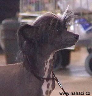 Donatella vom Hause Esox Lucius