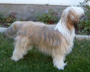 Dragon Moon Mysterious Times