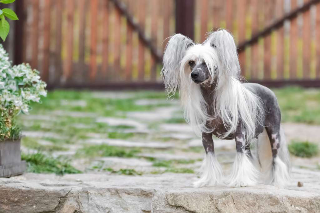 Elizabeth z Haliparku