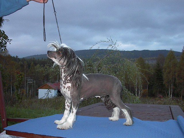 Eugenios Tune in the Music 