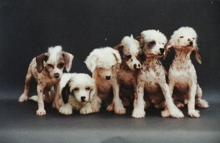 Fan-Fan Powder Od Chlpiku