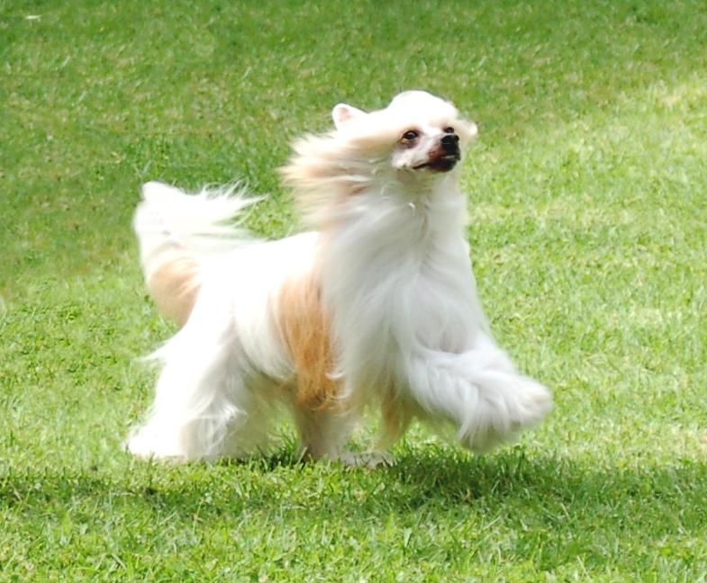 CH Frederick of Holliwould AOM