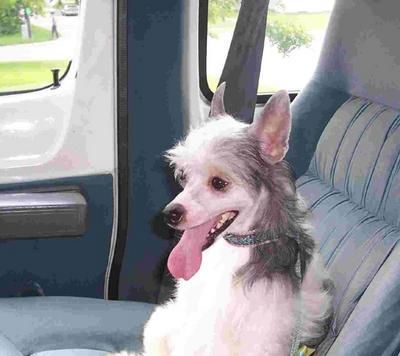 Gaea's Voodoo At Orion