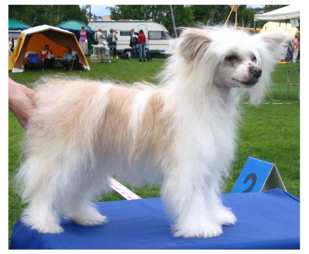 Hebblas Ace Of Enchanter