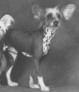 Highclass Mr Li Ching of Aes