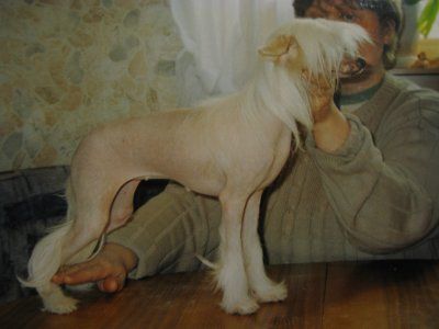 In-Sa-In Mimoza Svift