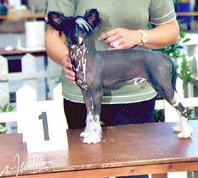 Island Shangri-La Cactus