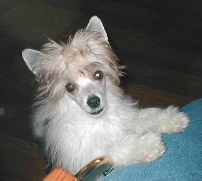 Jahan Shimmering Sunray