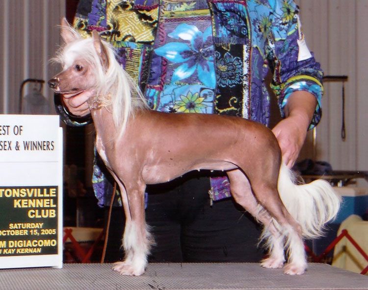 Bayshore Night Jasmine At M.T.O