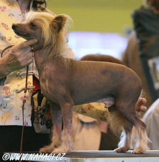 Jayanamee Jack The Lad