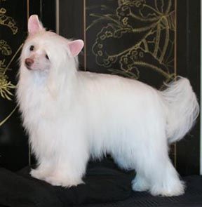  Jewels Iced Latte Above The Clouds Aom