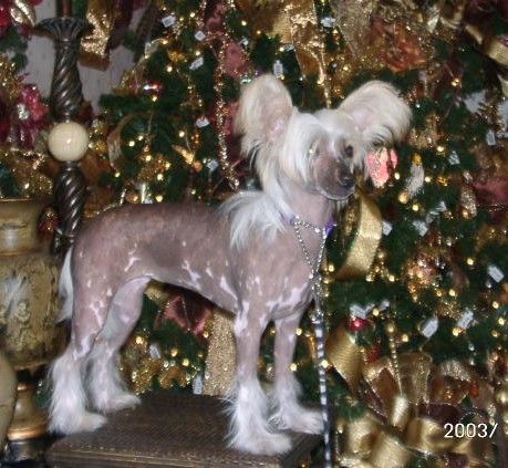 Jewels Just Thrill Me At Maju