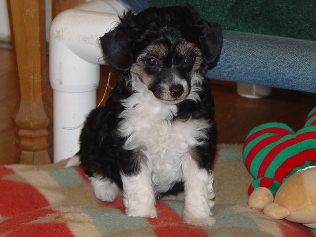 Jewels Pugsley Adams