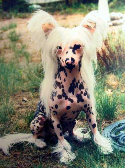 Joyway's Golden Spirit