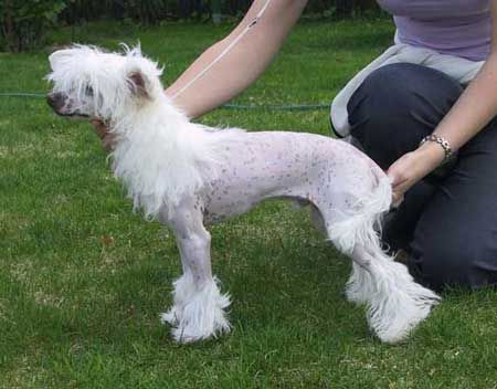 Joyway's How About A Hug