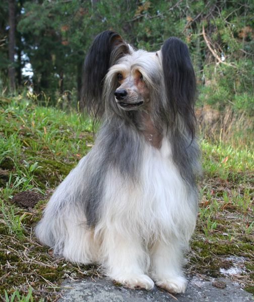 Joyway's Kiss Me Romeo