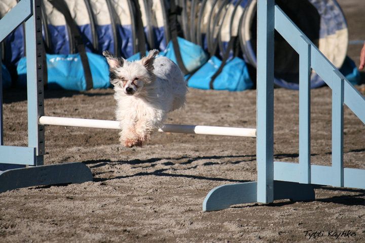 Joyway's Neverending Love