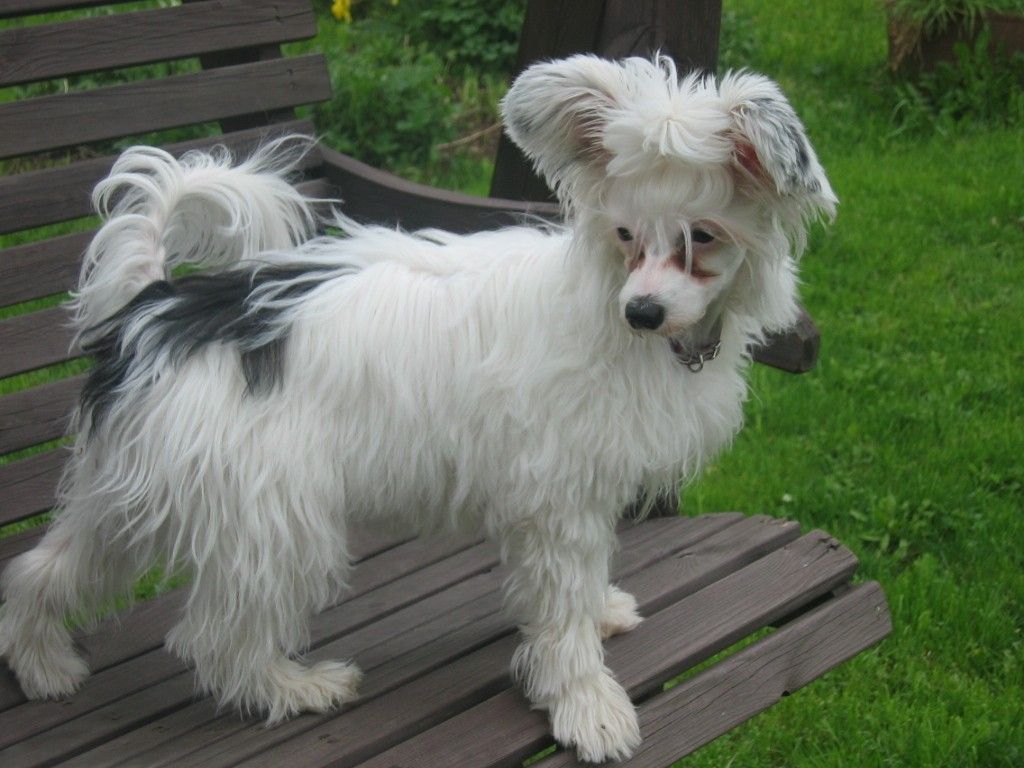 Joyway's Nightingale