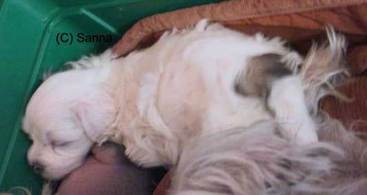 Kaunisvirran David In Dawn