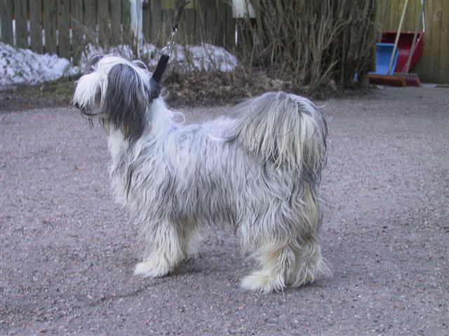 Kaunisvirran Eetu