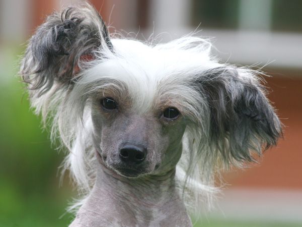 Koirakerman Angelica