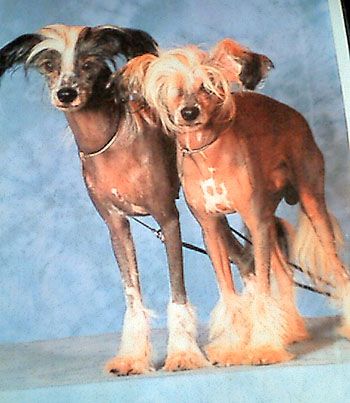 Kojak Krybensis Of Eltham