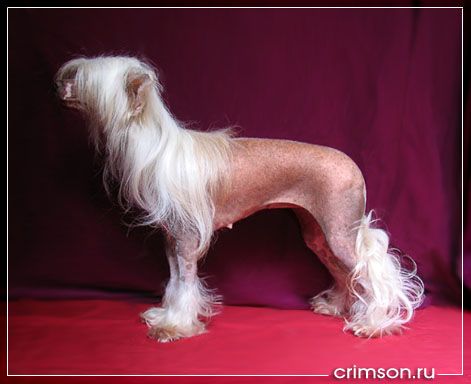 Kolibri von Shinbashi