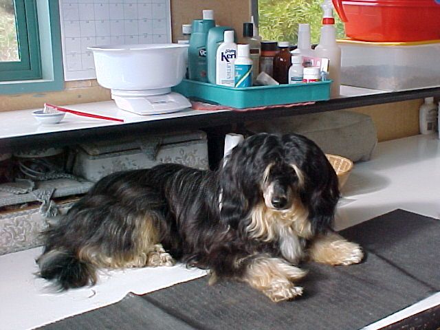 Koreke Rongo Mareroa Purakau