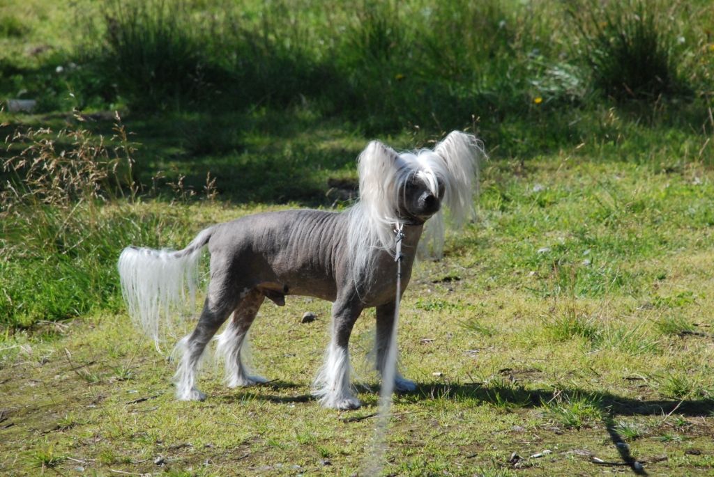 Kredo Festa Dashing Eagle