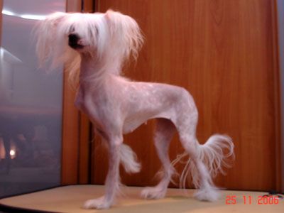 Kredo Festa Illusion Of Magic