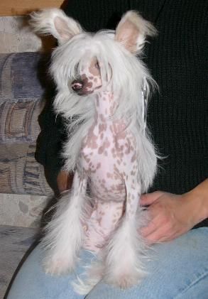 Kredo Festa Peachi Petal