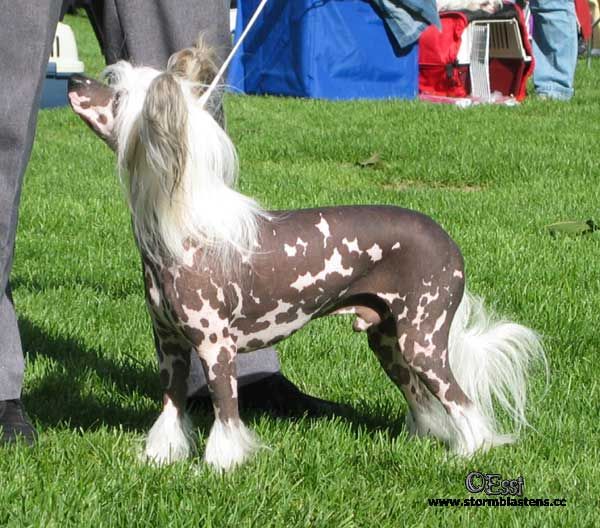 Kuutarhan Hurrikaani