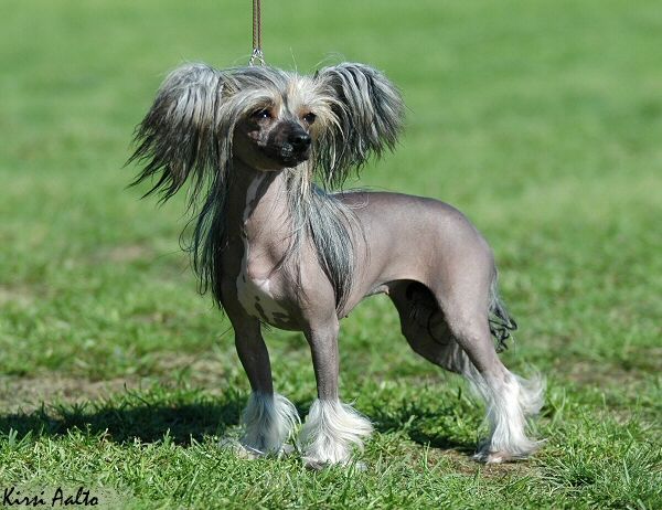 Kuutarhan Taikakukka