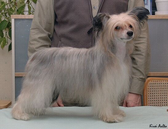 Kuutarhan Tiikerinlilja