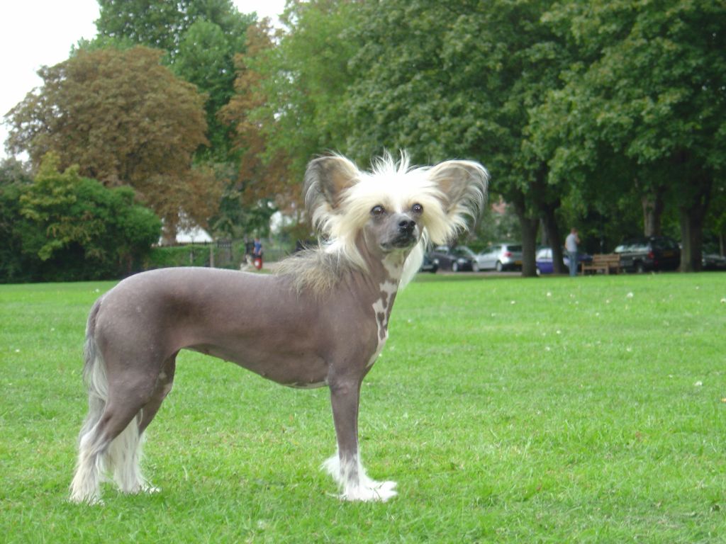 Kuutarhan Tuulenhenkäys