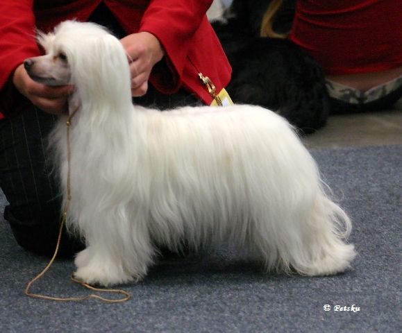 Candy Queen's Way To Go Girl