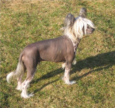 Lishinto Blue Thunderbolt