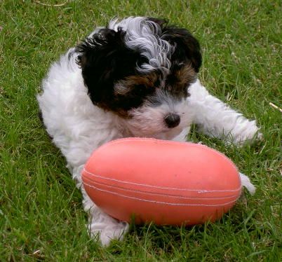 Little Hobbit's Aljoscha