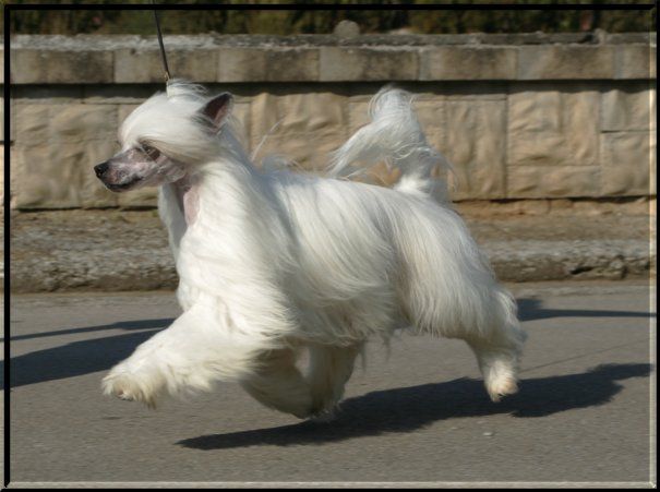 Macbeth Della Castafiore