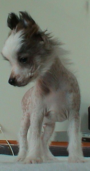 Magic Carpet's Aladdin