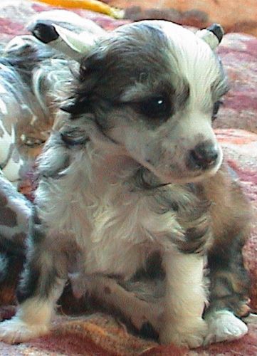 Magic Carpet's Baby Face