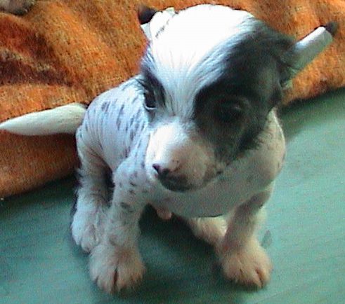 Magic Carpet's Billy Bob