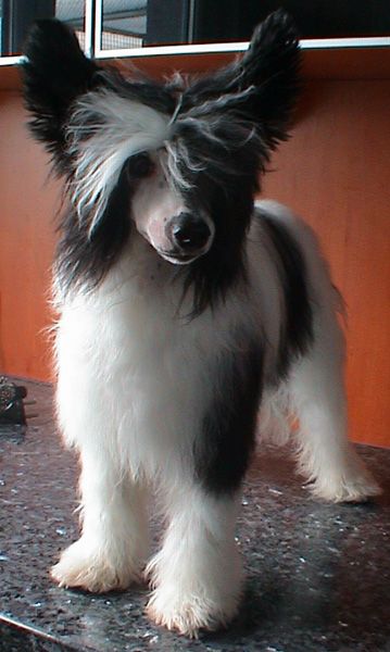 Magic Carpet's Butterfly