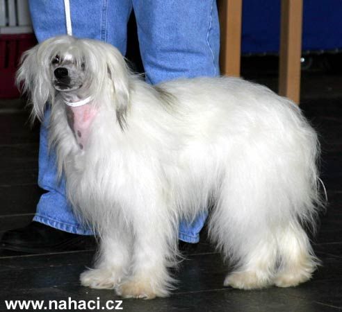 Malachit Powder Od Chlpiku