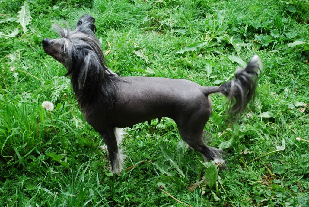 Marachinos Fashion Fantasy