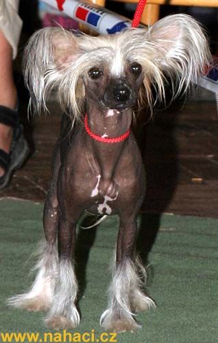 Mirabel Beauty Od Chlpiku